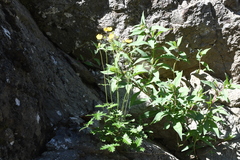 Potentilla kuznetzowii