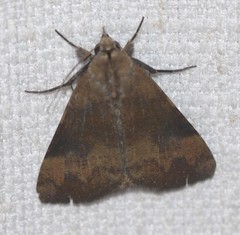 Avatha discolor