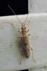 Parisopalpus nigronotatus