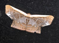 Tessarotis rubrata