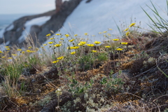 Potentilla kuznetzowii