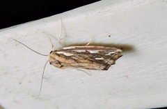 Meyrickella torquesauria