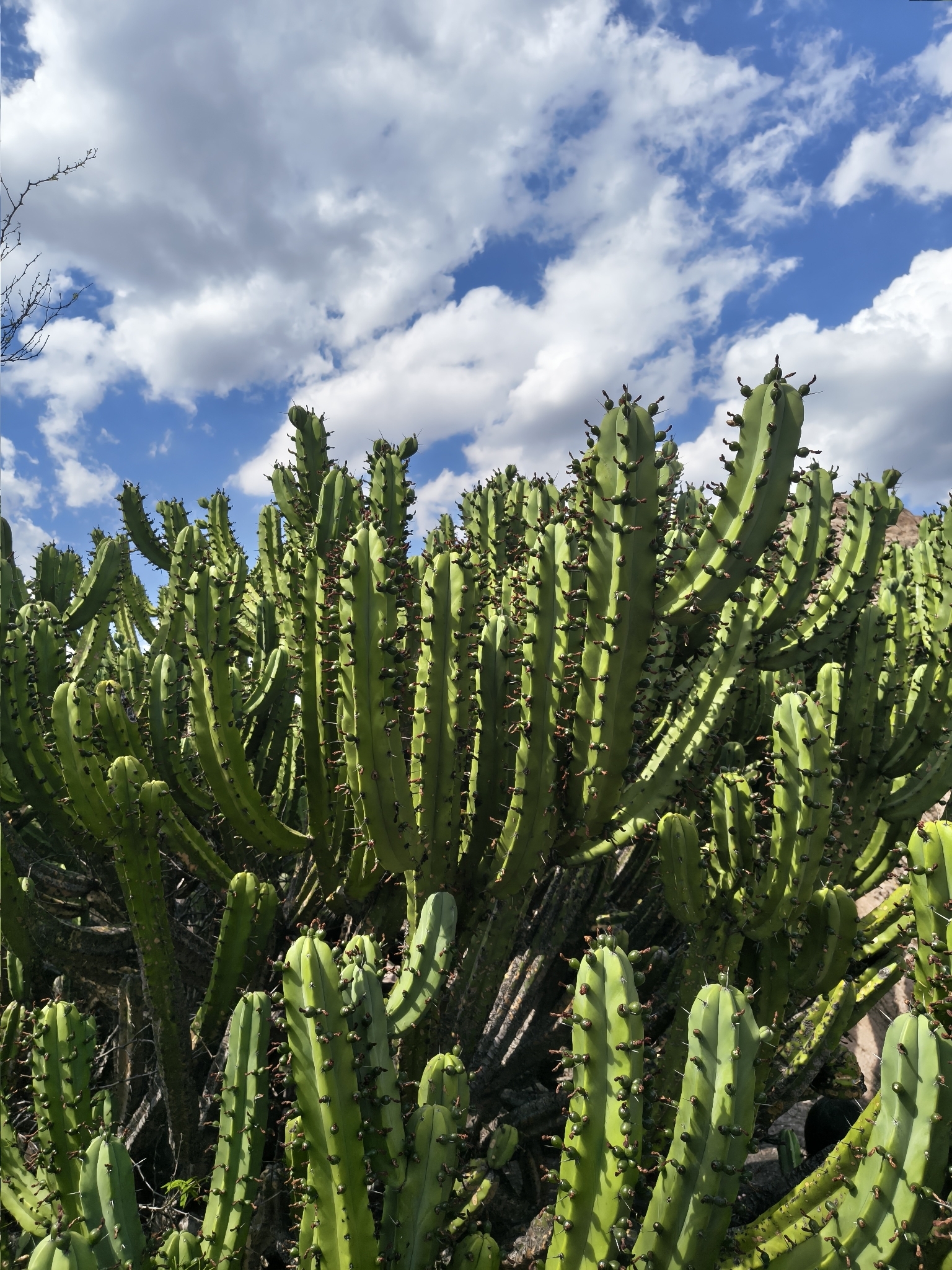 Blue Myrtle-Cactus (Myrtillocactus geometrizans)