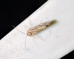 Meyrickella torquesauria