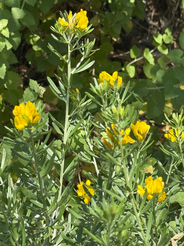 needle-leaved broom (Genista linifolia)