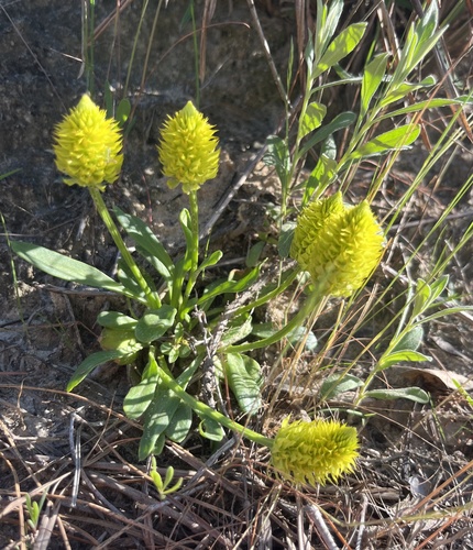 candyroot (Senega nana)