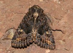 Neumichtis spumigera