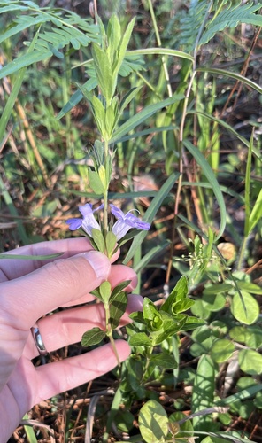 Oblongleaf snakeherb (Dyschoriste oblongifolia)