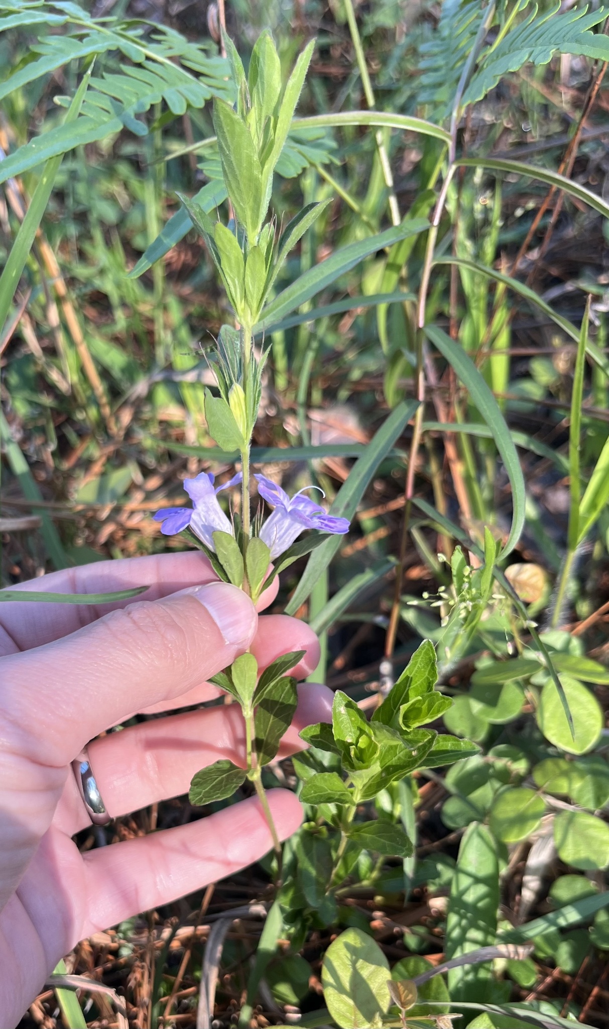 Oblongleaf Snakeherb (Dyschoriste oblongifolia)
