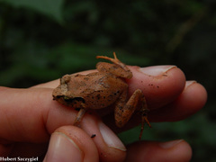 Arthroleptis tanneri