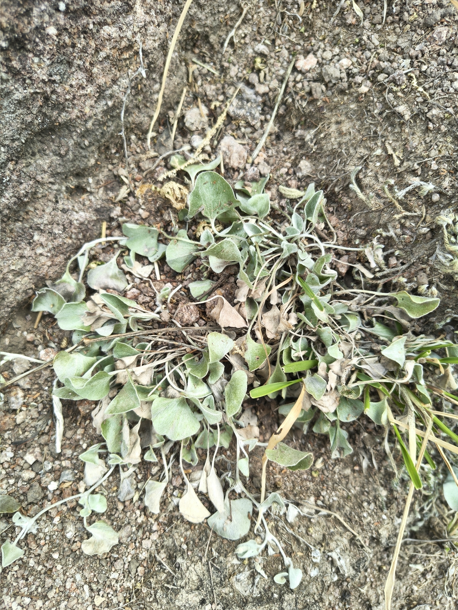 Silver Ponysfoot (Dichondra argentea)