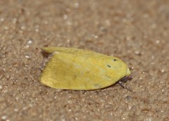 Earias luteolaria