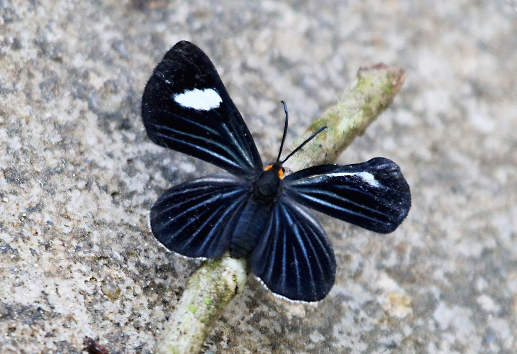 Esthemopsis pherephatte