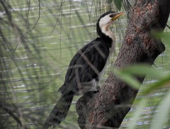 Microcarbo melanoleucos