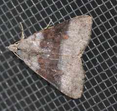 Avatha discolor
