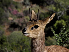 Oreotragus oreotragus