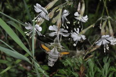 Proserpinus proserpina