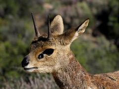 Oreotragus oreotragus