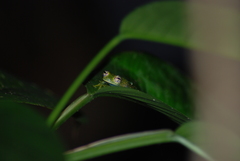 Sachatamia albomaculata