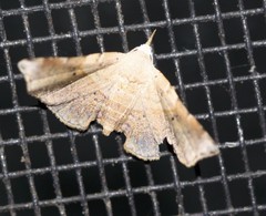 Esthlodora versicolor