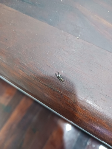Creeping Jumping Spider