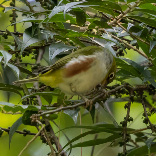 Chestnut-flanked White-eye (Zosterops erythropleurus), photo 5