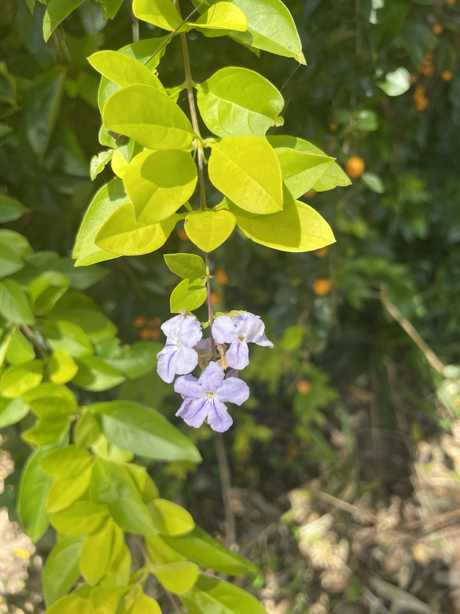 Skyflower (Duranta erecta)