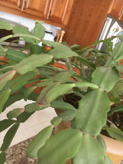 Schlumbergera buckleyi