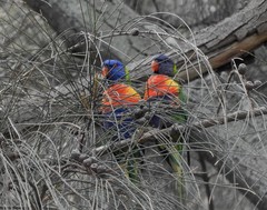 Trichoglossus moluccanus