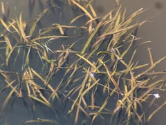 Vallisneria australis