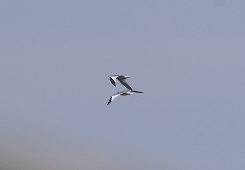 Sabine's Gull (Xema sabini), photo 4