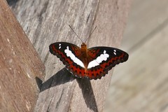 Moduza procris neutra