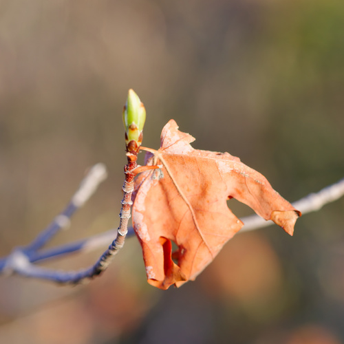 bigtooth maple (Acer grandidentatum)