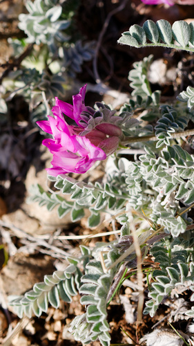 Utah Milkvetch (Astragalus utahensis)