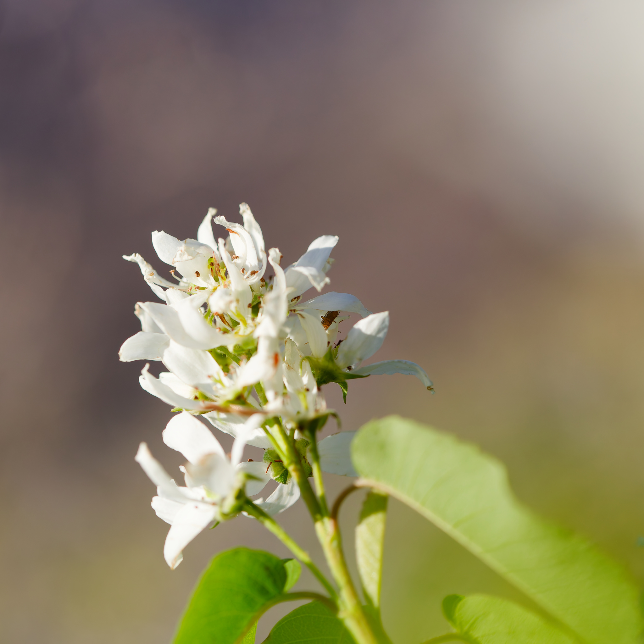 Saskatoon (Amelanchier alnifolia)