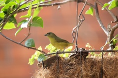 Euphonia laniirostris