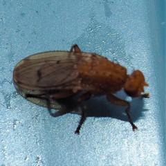 Suillia quinquepunctata