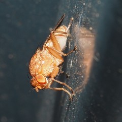 Suillia quinquepunctata