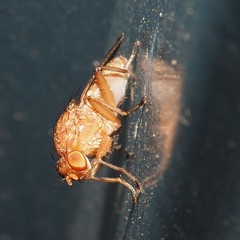 Suillia quinquepunctata