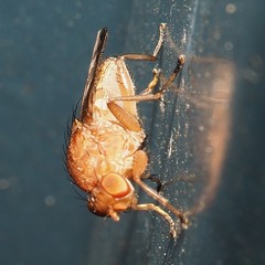 Suillia quinquepunctata