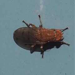 Suillia quinquepunctata
