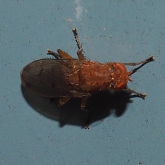 Suillia quinquepunctata