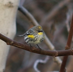 Setophaga coronata