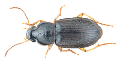 Parophonus maculicornis