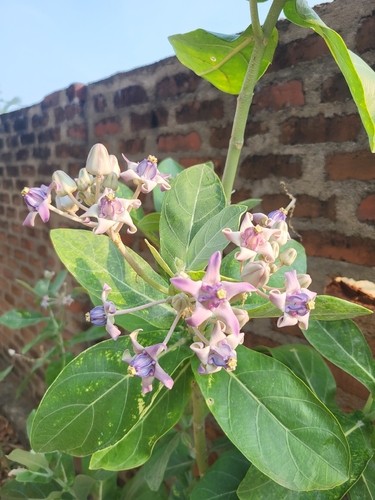 crown flower