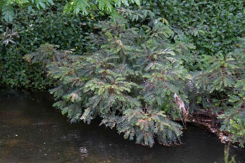 Phyllanthus bourgeoisii observed 2020-11-28