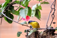 Euphonia laniirostris