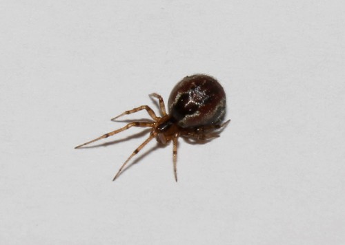 Banded Comb-Footed Spider
