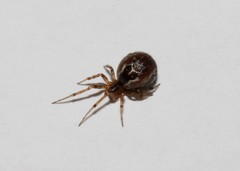 Anelosimus vittatus