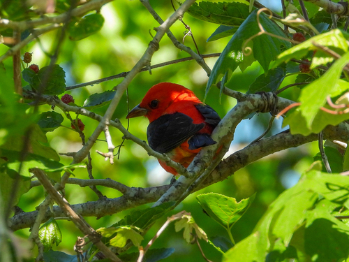 Scarlet Tanager (Piranga olivacea), photo 6
